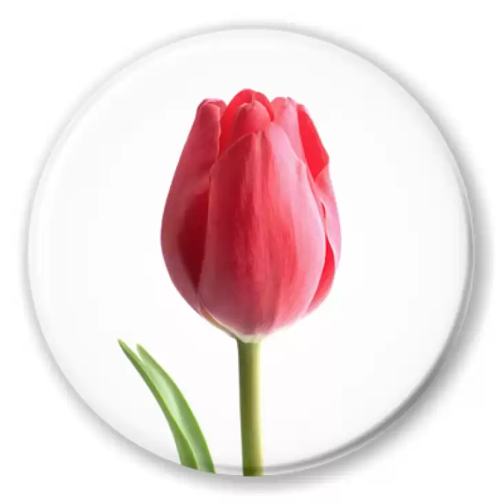 przypinka Tulipan